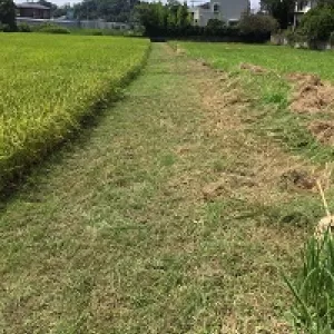 もうじき稲刈り。東金の田んぼで草刈り。のサムネイル