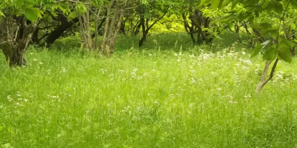 荒れ地の草刈りのサムネイル