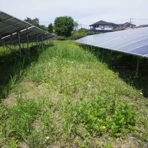 成田でソーラー発電所の草刈りのサムネイル