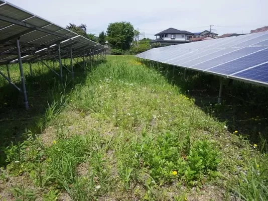 成田でソーラー発電所の草刈り