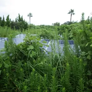 大網でソーラー発電所の草刈りのサムネイル