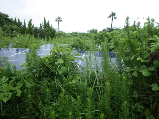 大網でソーラー発電所の草刈り